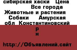 l: сибирская хаски › Цена ­ 10 000 - Все города Животные и растения » Собаки   . Амурская обл.,Константиновский р-н